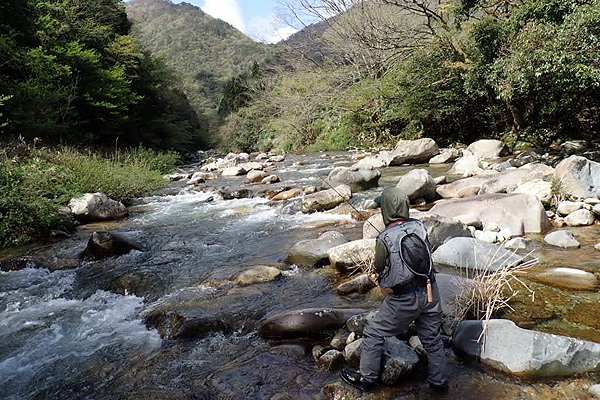 福岡近郊 渓流 フライフィッシング
