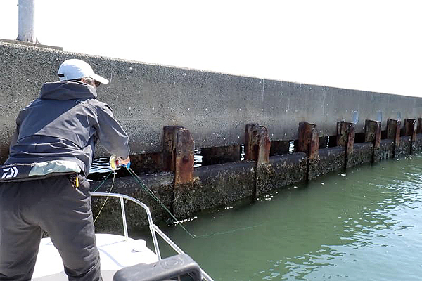 福岡県 博多湾 シーバス フライフィッシング