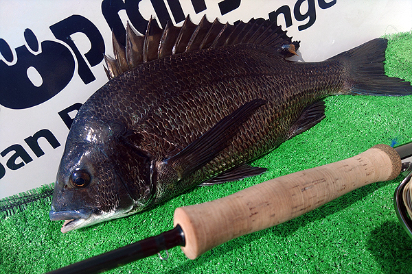 福岡県 博多湾 クロダイ フライフィッシング